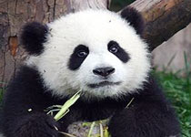 大熊猫繁育研究基地 