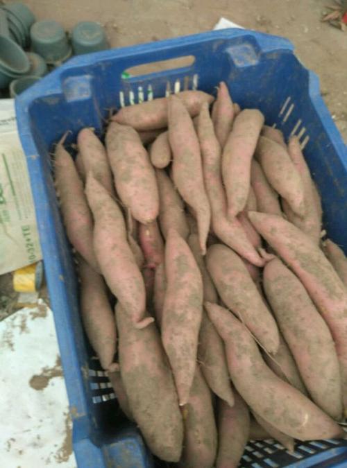 晋州山林红薯
