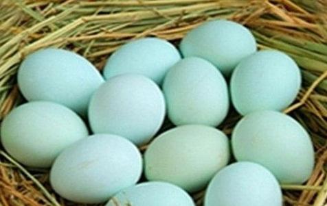 芦山绿壳鸡蛋