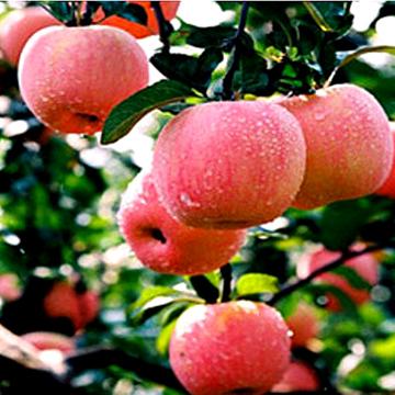 河北平山县特产水果平山苹果