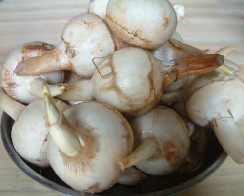 广州蔬菜特产洛浦慈菇