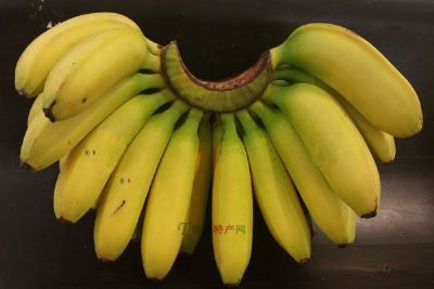南宁水果特产坛洛香蕉