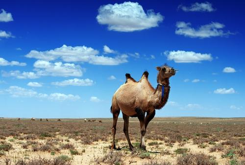 阿拉善骆驼