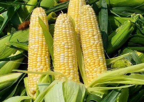 河北唐山市当地特产开平甜玉米
