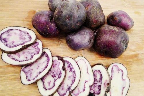 紫云宝马铃薯