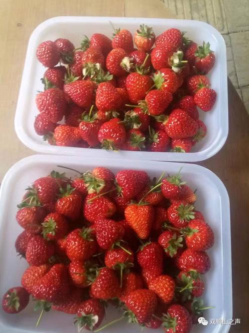 双鸭山草莓